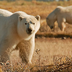 15 Day Polar Bear Migration (15CPBF-092722)