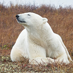 15 Day Polar Bear Migration (15CPBF-092722)
