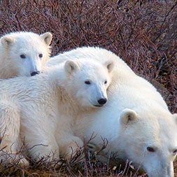 15 Day Polar Bear Migration (15CPBG-092322)