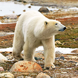 15 Day Polar Bear Migration (15CPBG-092322)