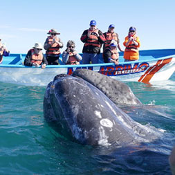15 Day Baja Whale Watching (15MWWF-031322)