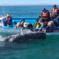 15 Day Baja Whale Watching (15MWWF-031223)