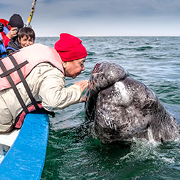 15 Day Baja Whale Watching (15MWWP-022723)