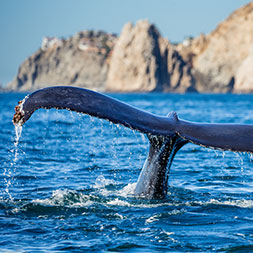 15 Day Baja Whale Watching (15MWWP-031923)