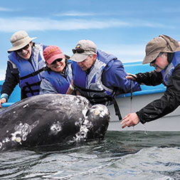 15 Day Baja Whale Watching (15MWWP-022822)