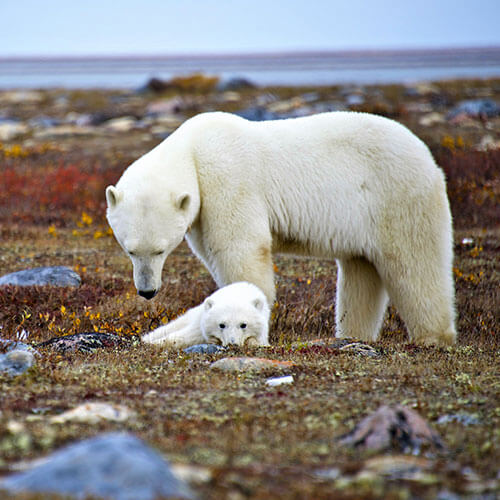 15 Day Polar Bear Migration (15CPBG-092223)