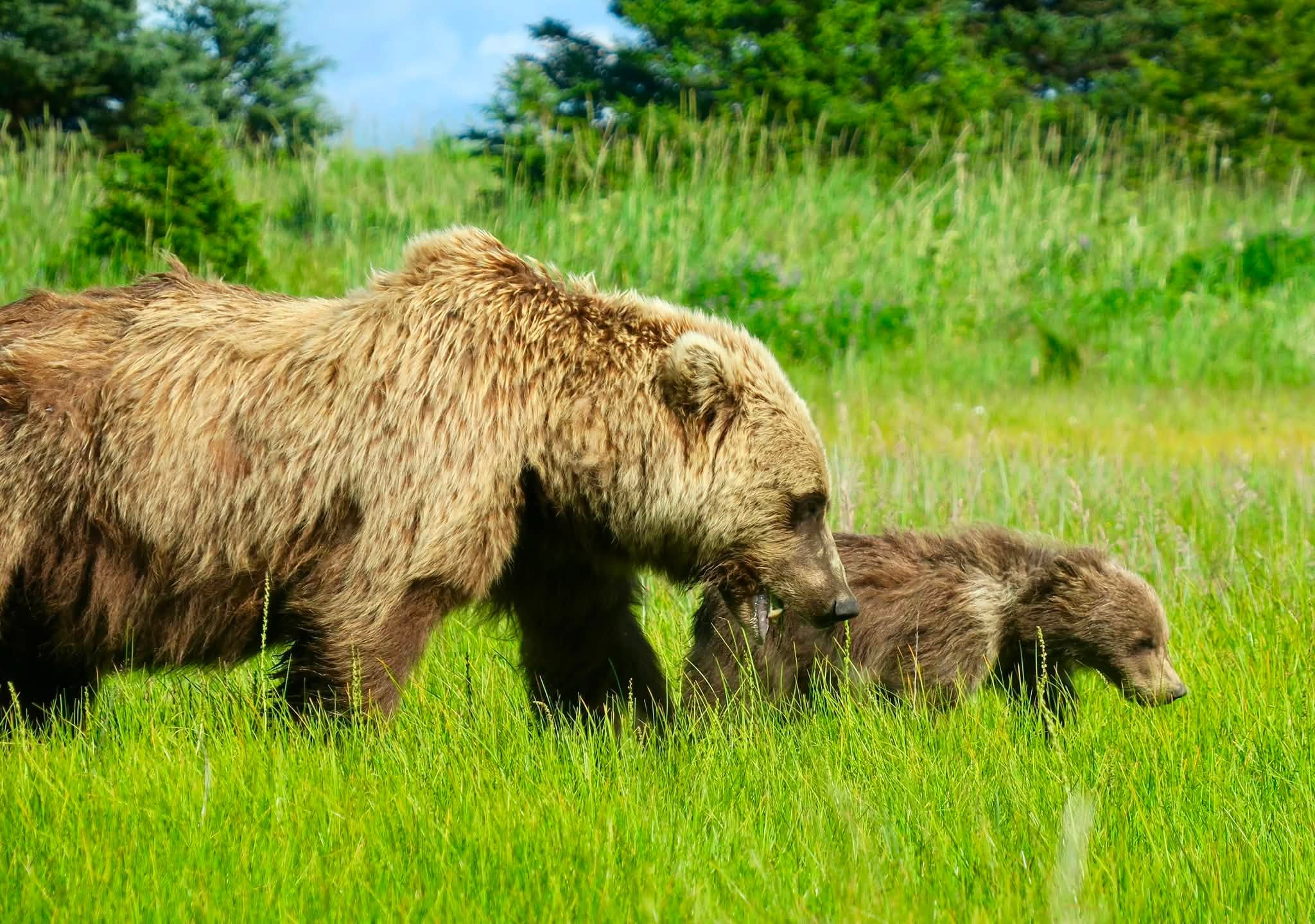 Bucket list Alaska moment 2 placeholder