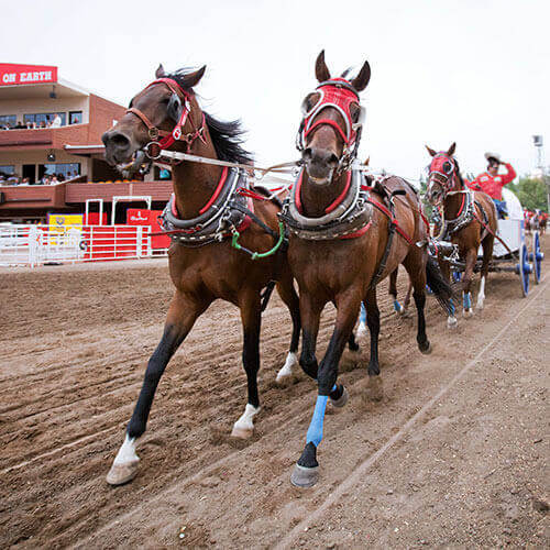 6 Day Calgary Stampede Finals