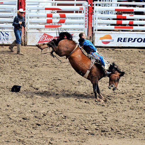 7 Day Calgary Stampede Rally