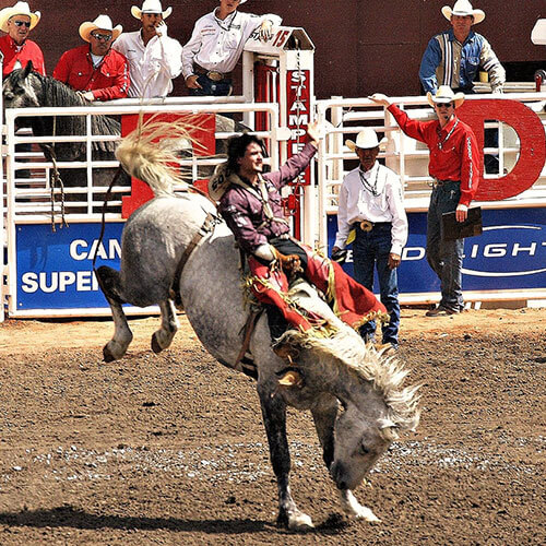 7 Day Calgary Stampede Rally