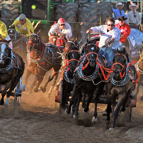 7 Day Calgary Stampede