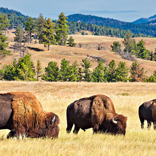 7 Day Black Hills & Badlands Rally