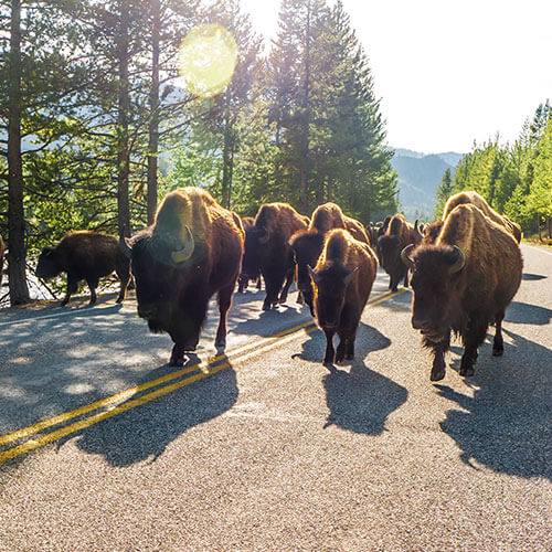 7 Day Black Hills & Badlands Rally