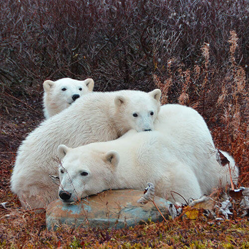 15 Day Polar Bear Migration