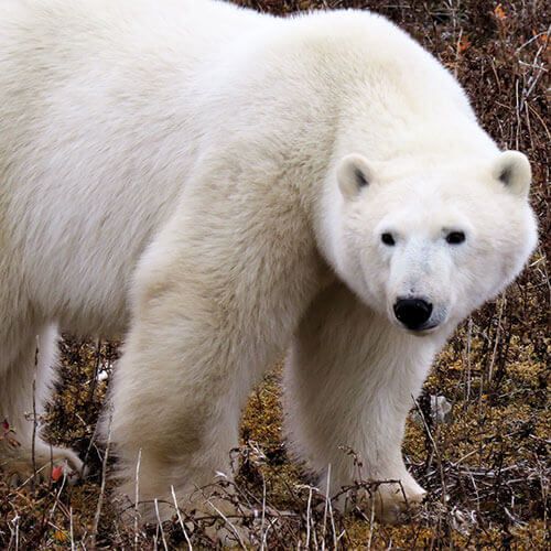 15 Day Polar Bear Migration