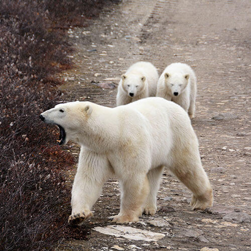 15 Day Polar Bear Migration