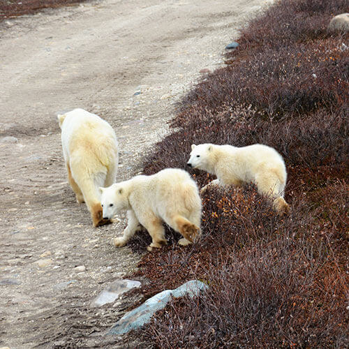 15 Day Polar Bear Migration