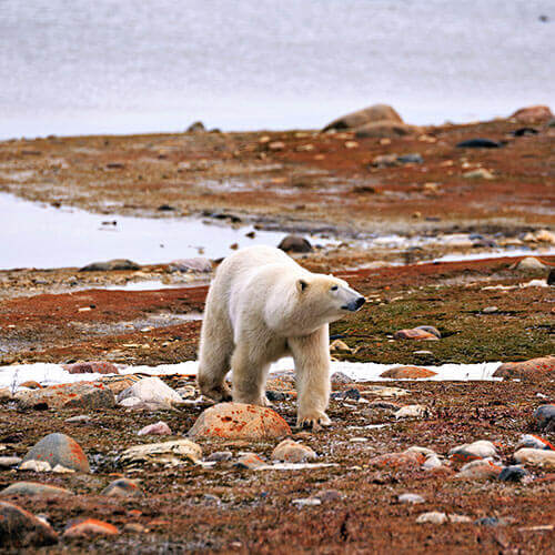 15 Day Polar Bear Migration