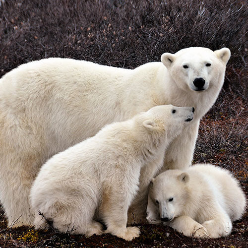 15 Day Polar Bear Migration