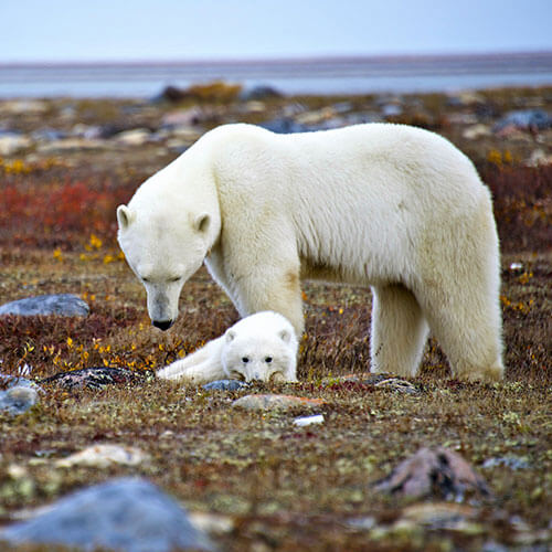 15 Day Polar Bear Migration