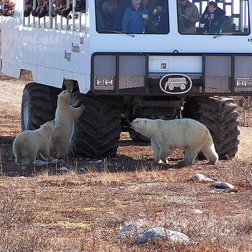 15 Day Polar Bear Migration