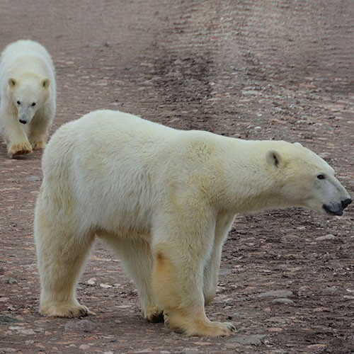 15 Day Polar Bear Migration