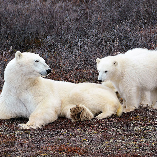 15 Day Polar Bear Migration