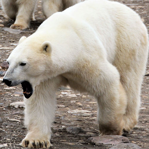 15 Day Polar Bear Migration