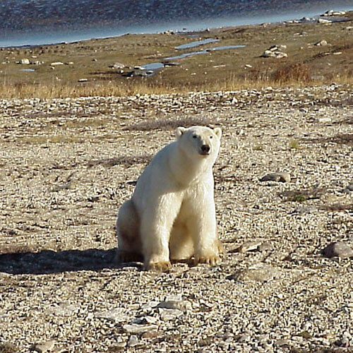 15 Day Polar Bear Migration