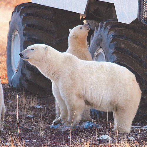 15 Day Polar Bear Migration