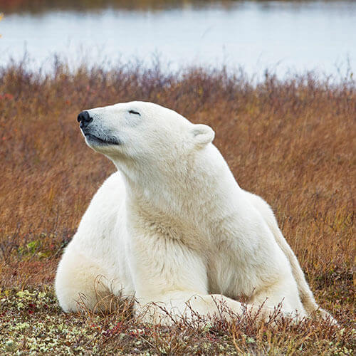 15 Day Polar Bear Migration