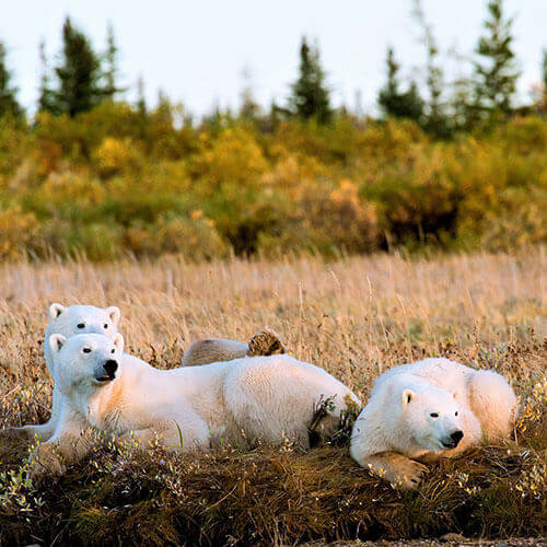 15 Day Polar Bear Migration