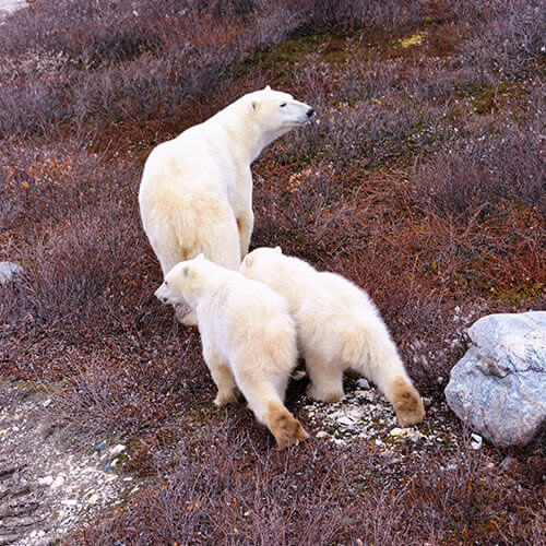 15 Day Polar Bear Migration