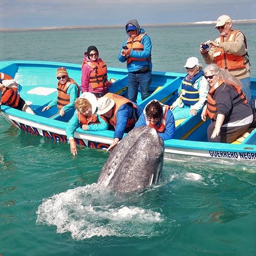 15 Day Baja Whale Watching