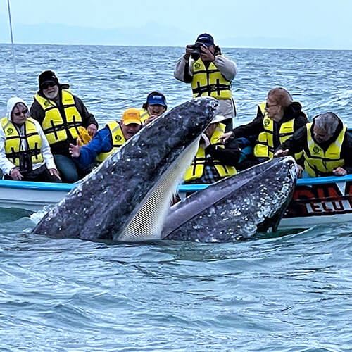 15 Day Baja Whale Watching