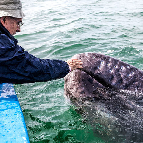 15 Day Baja Whale Watching