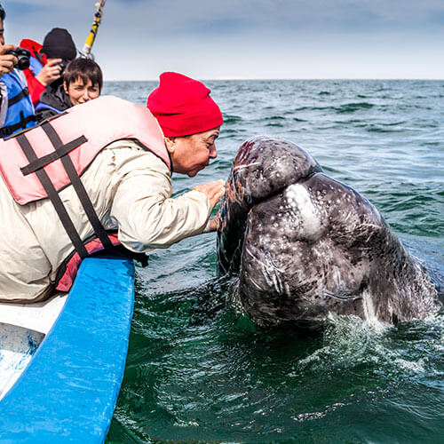 15 Day Baja Whale Watching