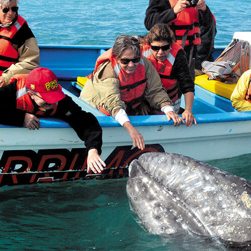 15 Day Baja Whale Watching