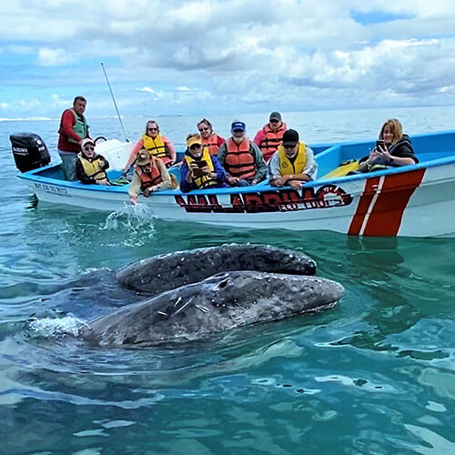 15 Day Baja Whale Watching