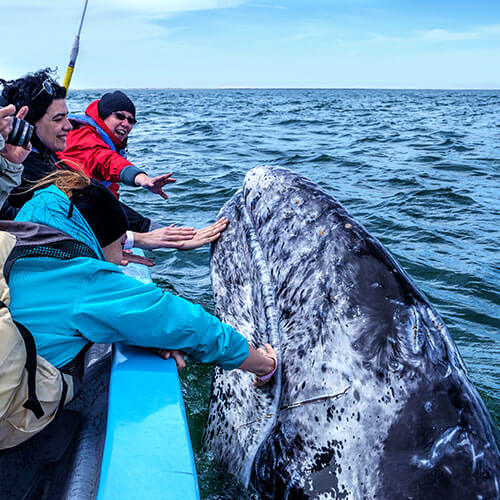 15 Day Baja Whale Watching