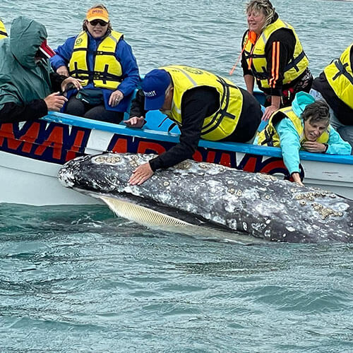 15 Day Baja Whale Watching