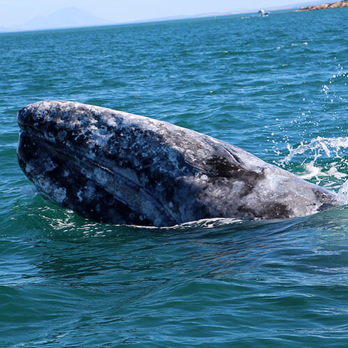 15 Day Baja Whale Watching