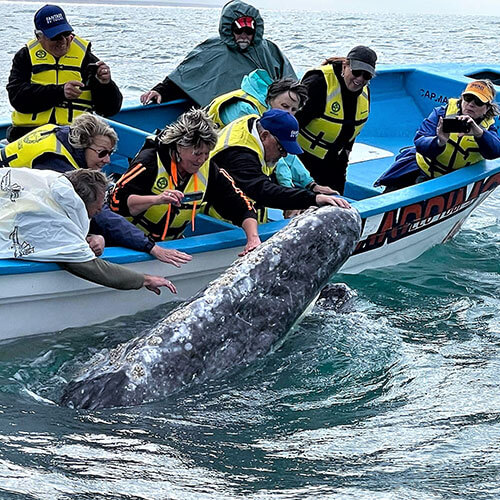 15 Day Baja Whale Watching