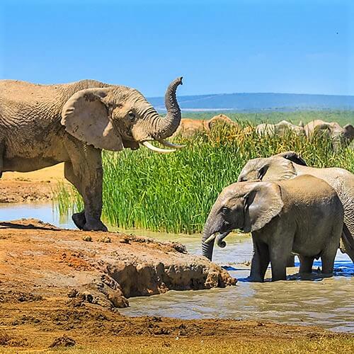 33 Day South Africa RV Safari