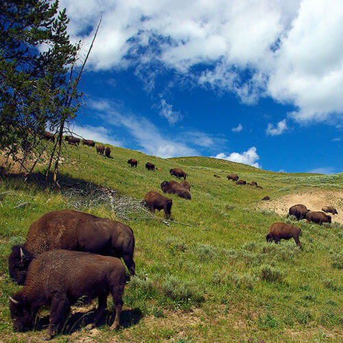 33 Day Rocky Mountain National Parks of the North