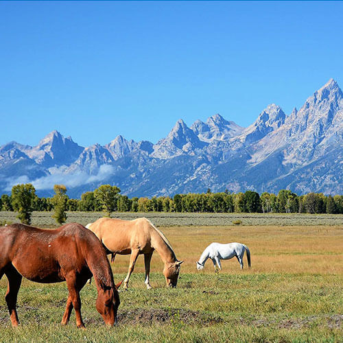 38 Day Ultimate Rockies