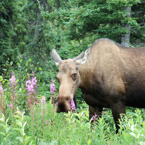 60 Day Premier Alaska