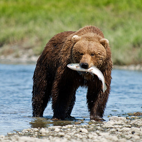 60 Day Premier Alaska