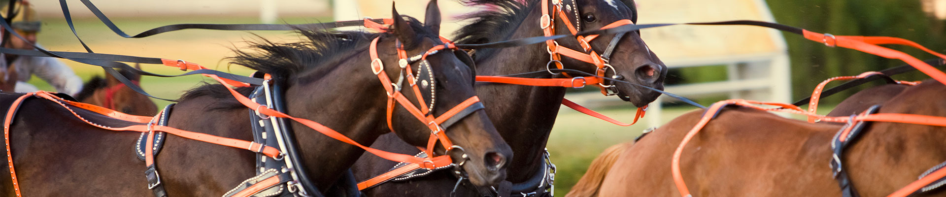 Fantasy RV Tours: 6 Day Calgary Stampede Finals Rally (06CCFP-071322)