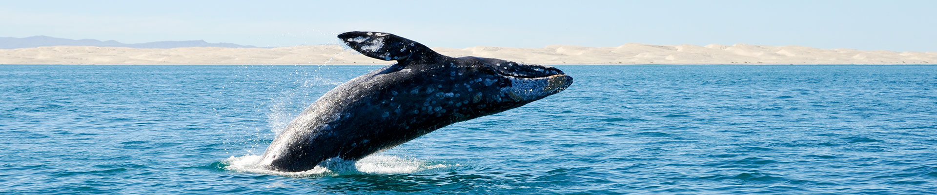 Fantasy RV Tours: 13 Day Baja Whale Watching (13MWWF-030920)